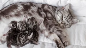 cat shop near me