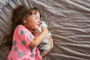 Persian cat for sale 